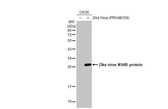 Zika virus NS4B Antibody (HL1663) - Azide and BSA Free