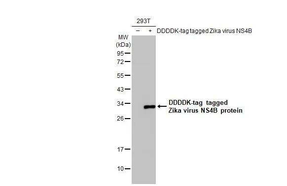 Zika virus NS4B Antibody (HL1663) - Azide and BSA Free