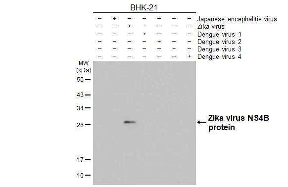 Zika virus NS4B Antibody (HL1663) - Azide and BSA Free