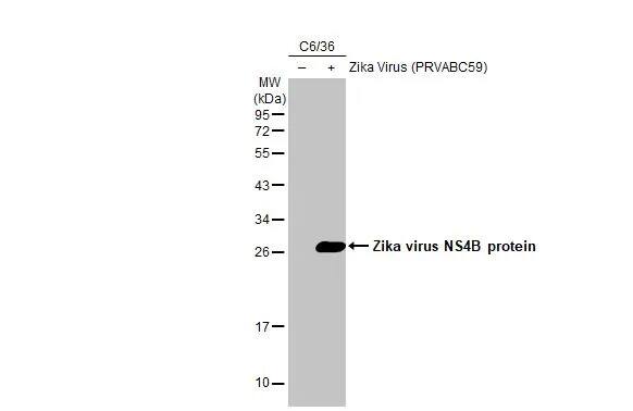 Zika virus NS4B Antibody (HL1664) - Azide and BSA Free