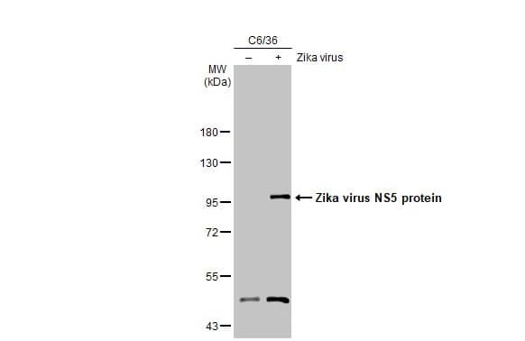 Zika virus NS5 Antibody (HL2154) - Azide and BSA Free