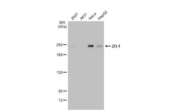 Tight Junction Protein 1 Antibody (HL1133) - Azide and BSA Free