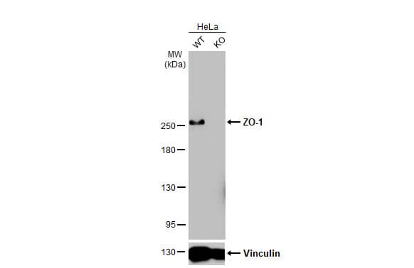 Tight Junction Protein 1 Antibody (HL1133) - Azide and BSA Free
