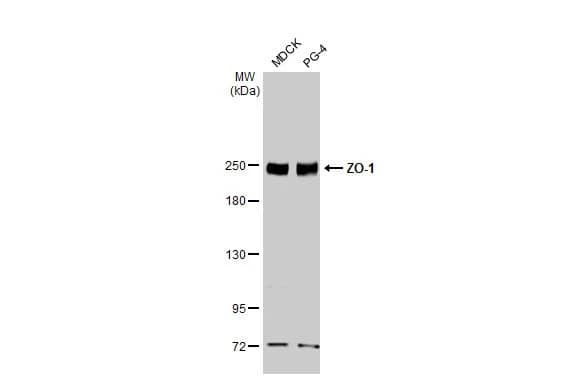 Tight Junction Protein 1 Antibody (HL1185) - Azide and BSA Free