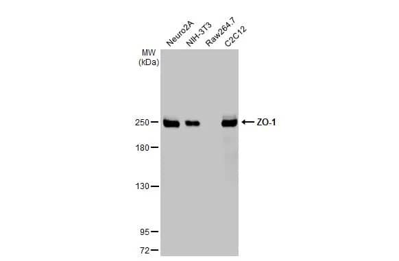 Tight Junction Protein 1 Antibody (HL1185) - Azide and BSA Free