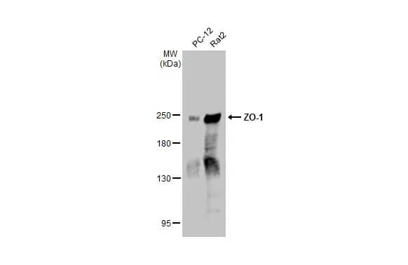 Tight Junction Protein 1 Antibody (HL1185) - Azide and BSA Free