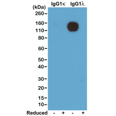 Lambda Light Chain Antibody (RM110) - Azide and BSA Free