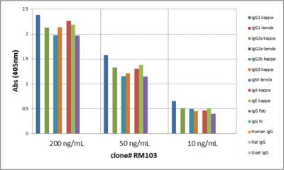 Kappa Light Chain Antibody (RM103) - Azide and BSA Free