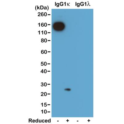 Kappa Light Chain Antibody (RM103) - Azide and BSA Free