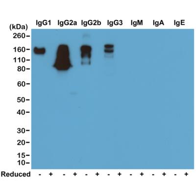 IgG Antibody (RM104) - Azide and BSA Free