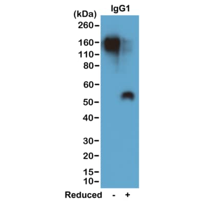 IgG1 Antibody (RM106) - Azide and BSA Free