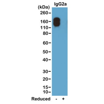 IgG2a Kappa Antibody (RM107) - Azide and BSA Free