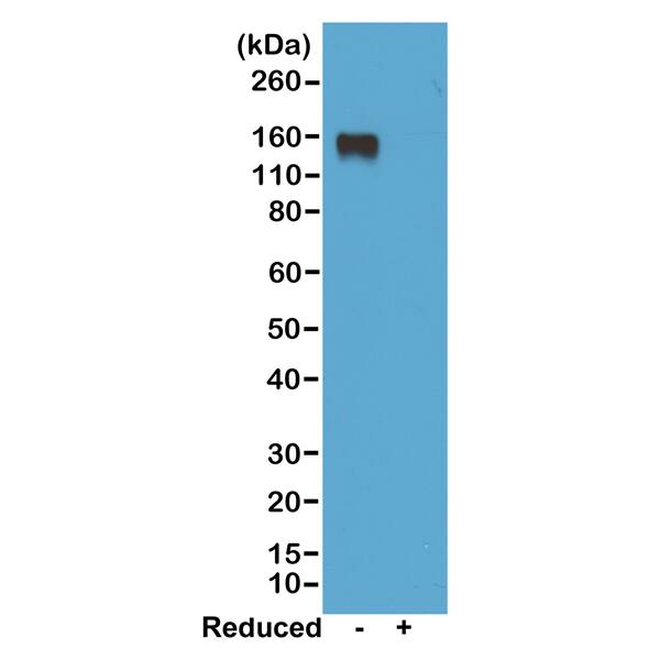 IgG2a Antibody (RM219) - Azide and BSA Free