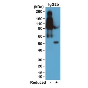 IgG2b Antibody (RM108) - Azide and BSA Free