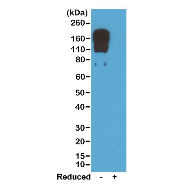IgG2c Antibody (RM223) - Azide and BSA Free