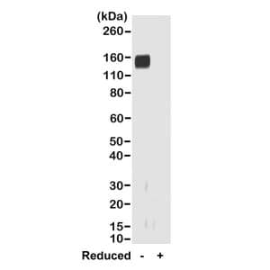 IgG F(ab) Antibody (RMG01) - Azide and BSA Free