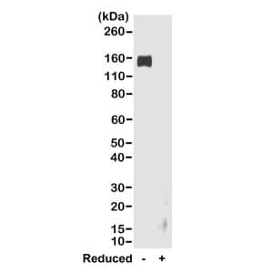 IgG Fc Antibody (RMG02) - Azide and BSA Free