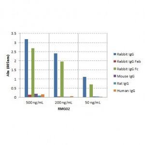 IgG Fc Antibody (RMG02) - Azide and BSA Free