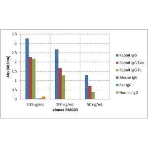 IgG Antibody (RMG03) - Azide and BSA Free