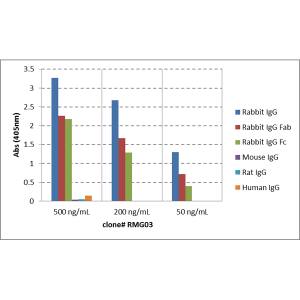 IgG Antibody (RMG03) - Azide and BSA Free