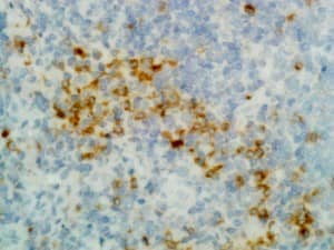 IgG Heavy Chain Antibody (RM116) - Azide and BSA Free