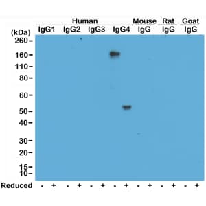 IgG4 Antibody (RM120) - Azide and BSA Free