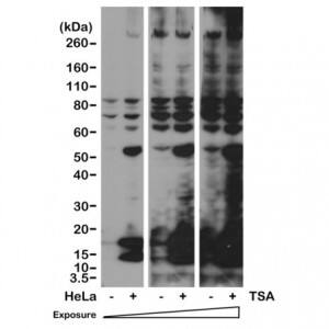 Acetyl-Lysine Antibody (RM101) - Azide and BSA Free