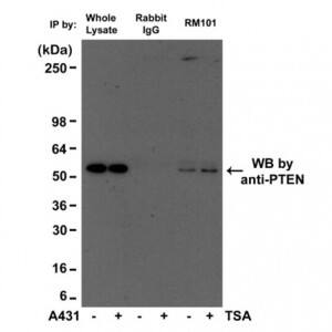 Acetyl-Lysine Antibody (RM101) - Azide and BSA Free