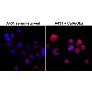 Phosphothreonine Antibody (RM102) - Azide and BSA Free