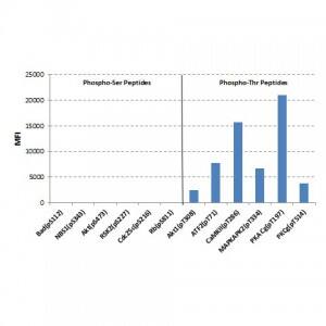 Phosphothreonine Antibody (RM102) - Azide and BSA Free