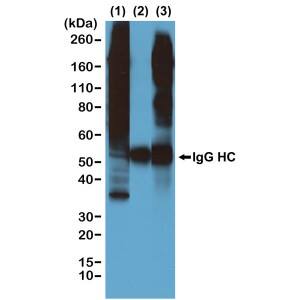 Phosphothreonine Antibody (RM102) - Azide and BSA Free