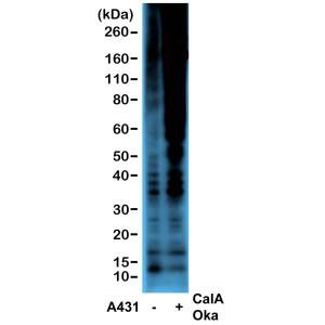 Phosphothreonine Antibody (RM102) - Azide and BSA Free