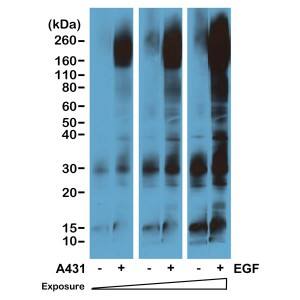 Phospho-Tyrosine Antibody (RM111) - Azide and BSA Free