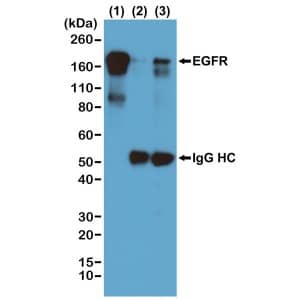 Phospho-Tyrosine Antibody (RM111) - Azide and BSA Free