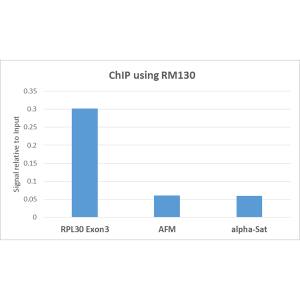 Histone H3 [ac Lys14] Antibody (RM130) - Azide and BSA Free