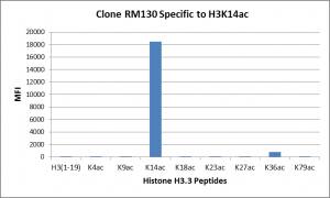 Histone H3 [ac Lys14] Antibody (RM130) - Azide and BSA Free