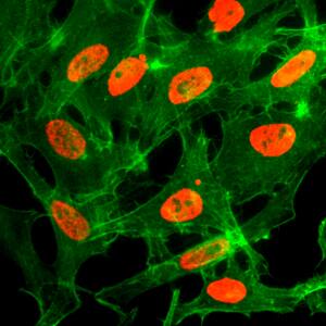 Histone H3 [ac Lys14] Antibody (RM130) - Azide and BSA Free