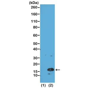Histone H3 [Trimethyl Lys4] Antibody (RM137) - Azide and BSA Free