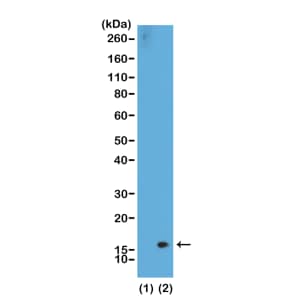 Histone H3 [Dimethyl Lys36] Antibody (RM141) - Azide and BSA Free