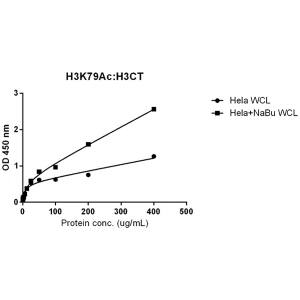 Histone H3 [ac Lys79] Antibody (RM156) - Azide and BSA Free