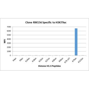 Histone H3 [ac Lys79] Antibody (RM156) - Azide and BSA Free