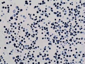 Histone H3 [ac Lys9] Antibody (RM161) - Azide and BSA Free