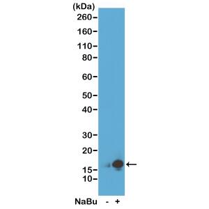 Histone H3 [ac Lys9] Antibody (RM161) - Azide and BSA Free