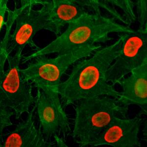 Histone H3 [ac Lys9] Antibody (RM161) - Azide and BSA Free