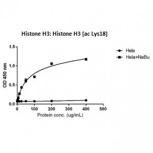 Histone H3 [ac Lys18] Antibody (RM166) - Azide and BSA Free