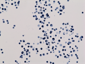 Histone H3 [ac Lys18] Antibody (RM166) - Azide and BSA Free