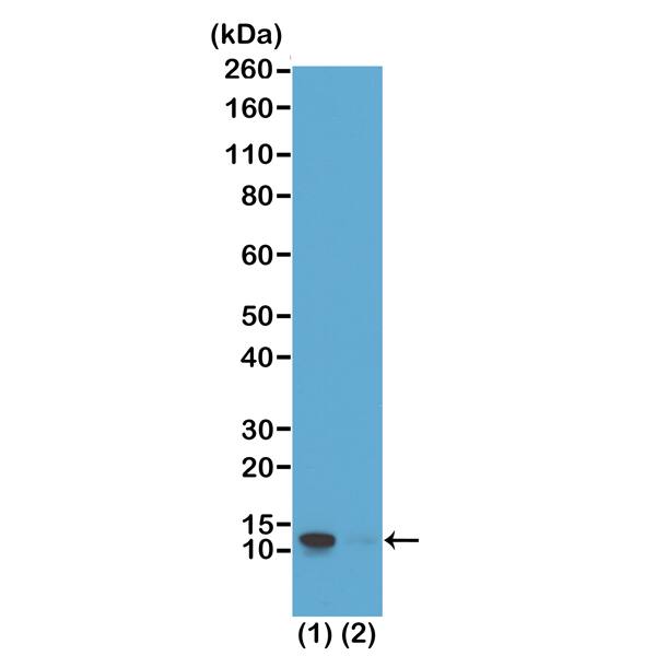 Histone H4 [p Ser1] Antibody (RM194) - Azide and BSA Free