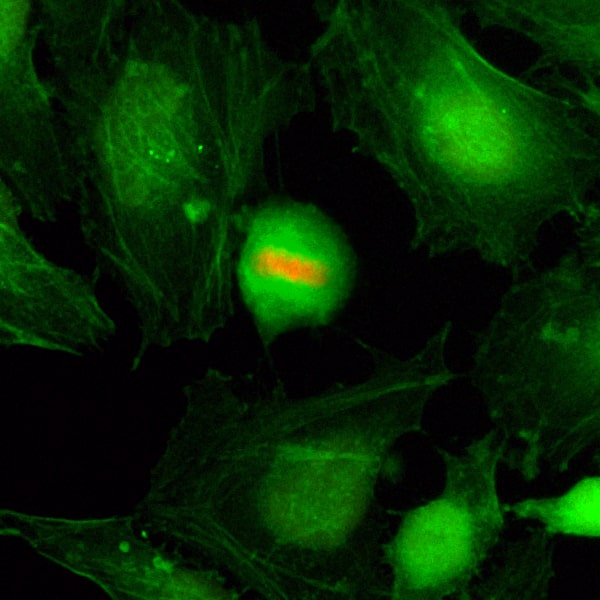 Histone H4 [p Ser1] Antibody (RM194) - Azide and BSA Free