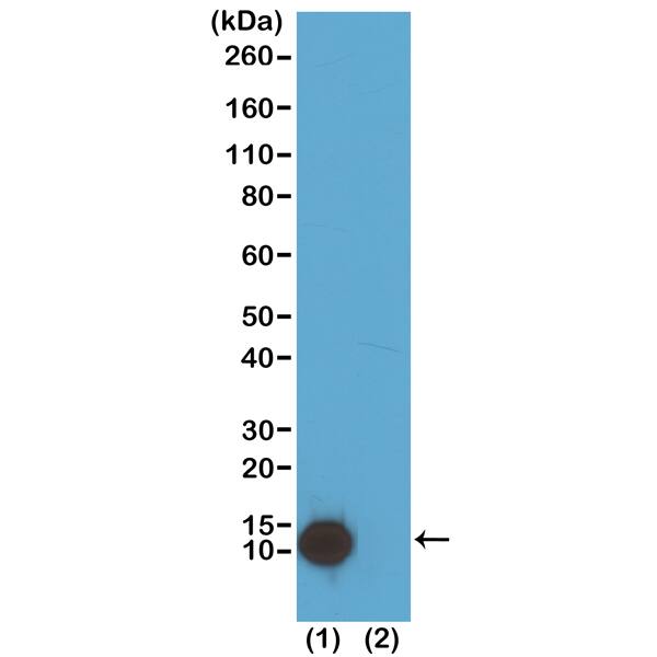 Histone H4 [ac Lys5] Antibody (RM199) - Azide and BSA Free