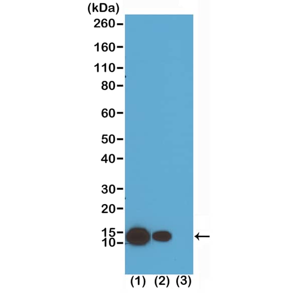 Histone H4 [ac Lys8] Antibody (RM201) - Azide and BSA Free